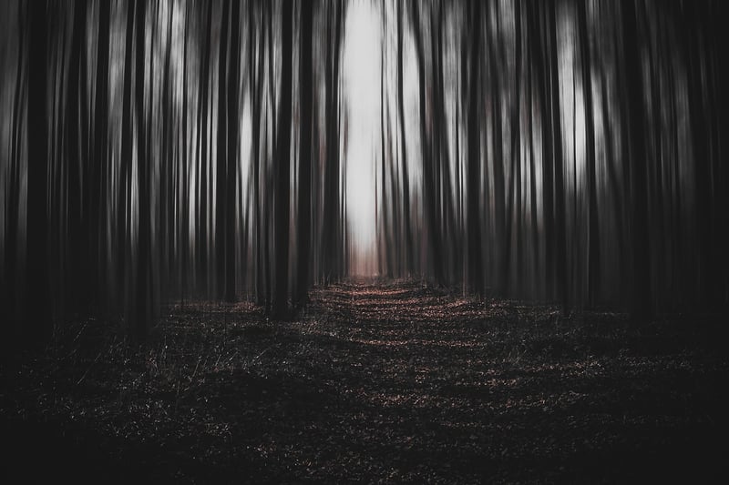 Enchanted Forest Path