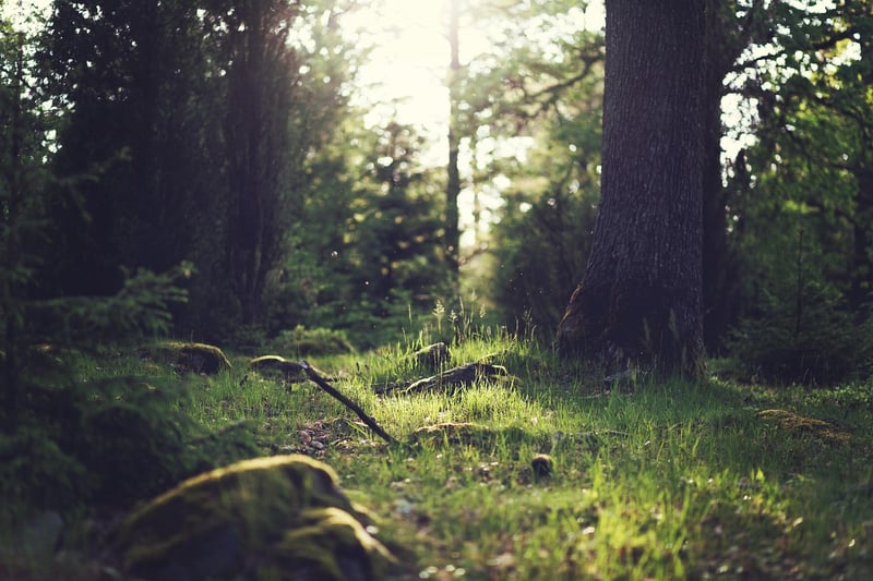 Enchanted Glade