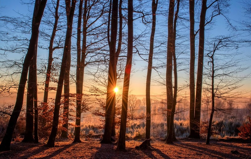 Twilight Grove